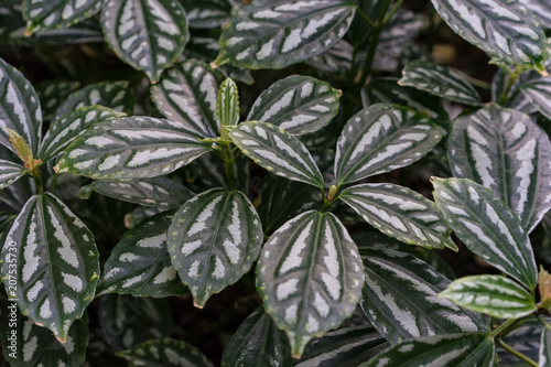 tropical leaf texture background, dark green and white full frame