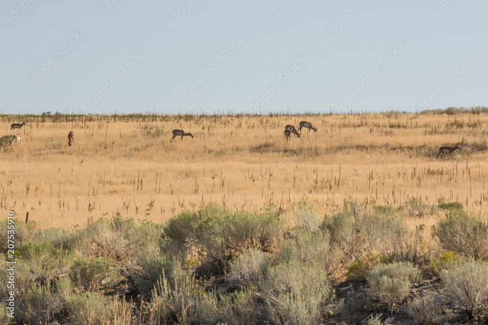Antelope grazing in grasslands near Great Salt Lake in Utah, USA.
