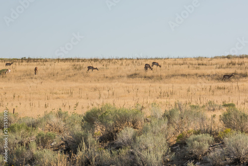Antelope grazing in grasslands near Great Salt Lake in Utah, USA.
