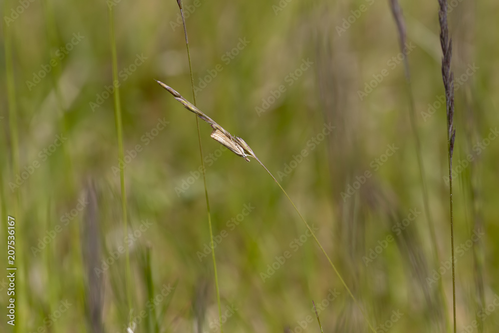 garden grass veneer moth, Chrysoteuchia culmella, resting on a blade of grass as it sways in the light wind on a sunny day, scotland. garden grass veneer moth, Chrysoteuchia culmella, resting on a blade of grass as it sways in the light wind on a sunny day, scotland.