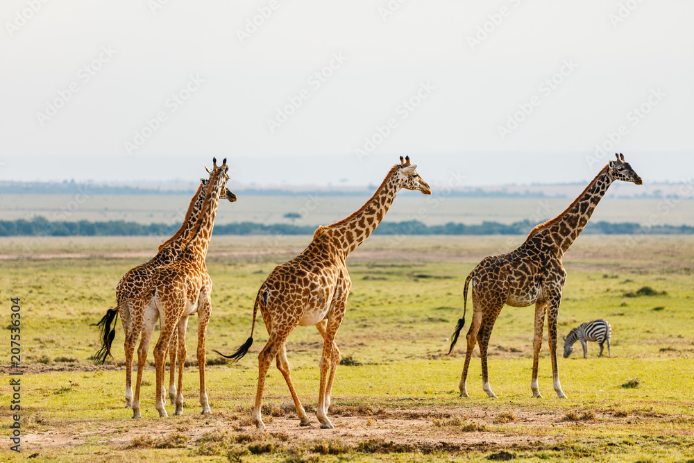 Obraz premium Giraffes in safari park