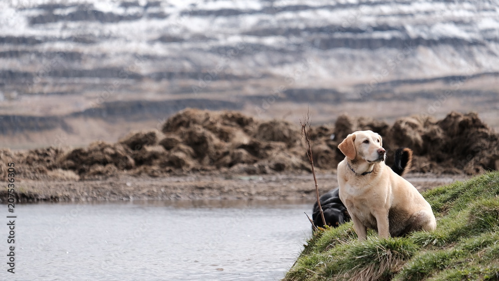 Obraz premium labrador by the lake looking for his owner