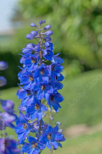 Hoher Rittersporn, Delphinium photo