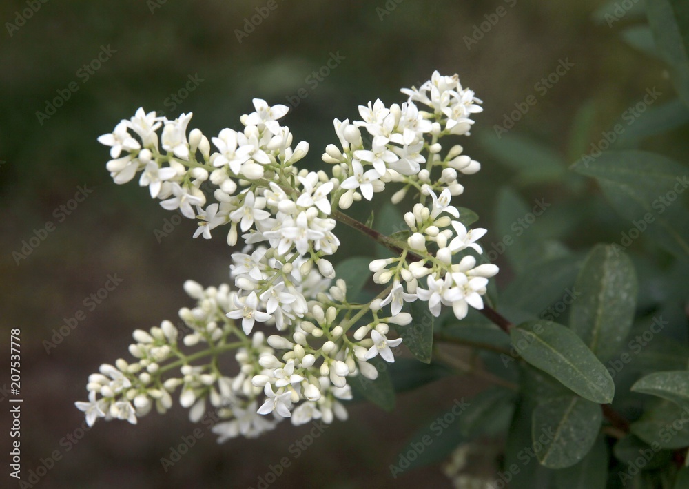 white,fragrant flowers of privet bush at spring white,fragrant flowers of privet bush at spring