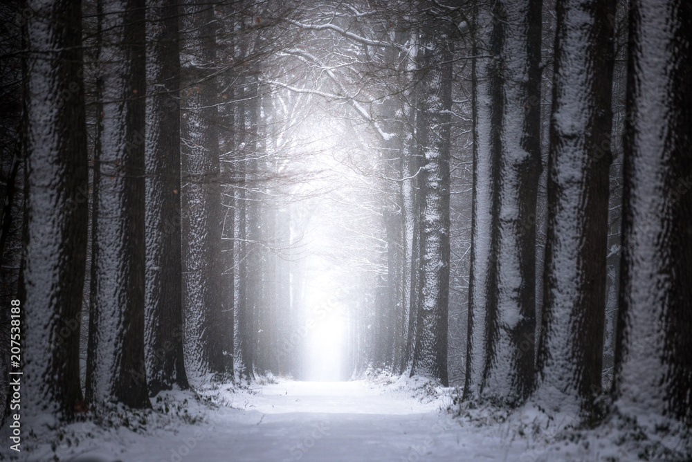 Naklejka premium Forest lane