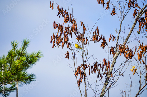 One bright yellow Wilson's Warbler (Cardellina pusilla) bird perched on tree in Canada photo