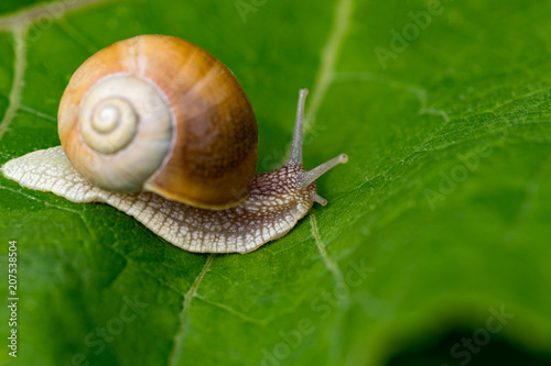  snail in the garden on green leaf