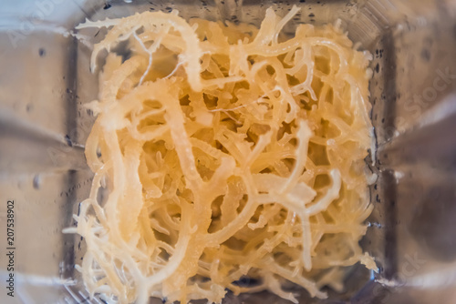 Canvas-taulu Macro closeup of fresh clear irish moss seaweed in blender