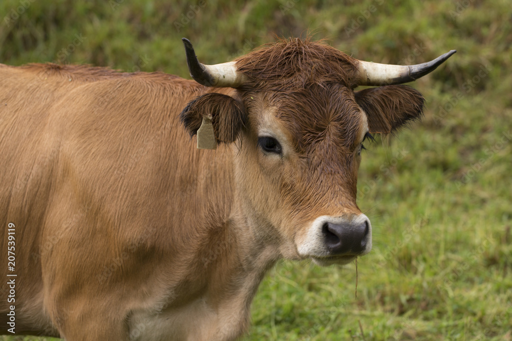 Portrait of a cow Portrait of a cow