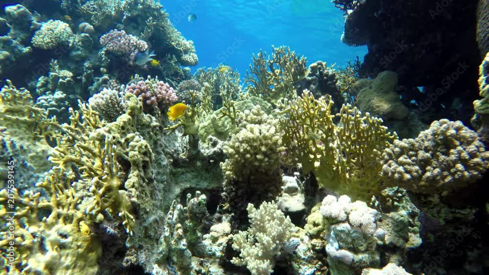 Diving. Tropical fish and coral reef. Underwater life in the ocean. Diving. Tropical fish and coral reef. Underwater life in the ocean.