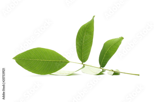 green walnut foliage isolated on white background