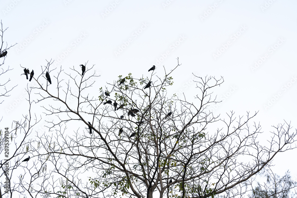 Fototapeta premium Birds on the naked branches.