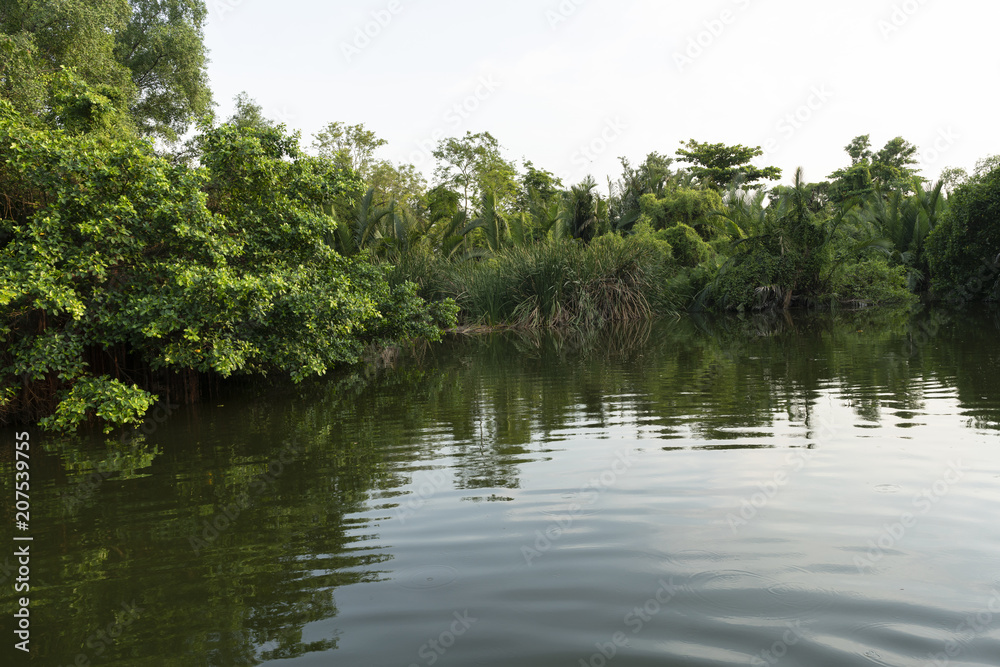 Trees grass and water 01