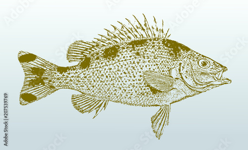 Yellowtail trumpeter or grunter (amniataba caudavittata), a fish from australia in side view. Illustration after a historical lithography from the 19th century. Easy editable in layers
