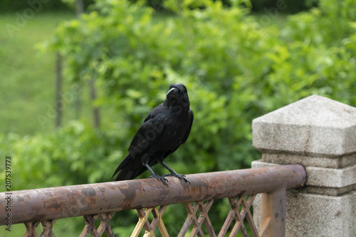 Black crow on the fence