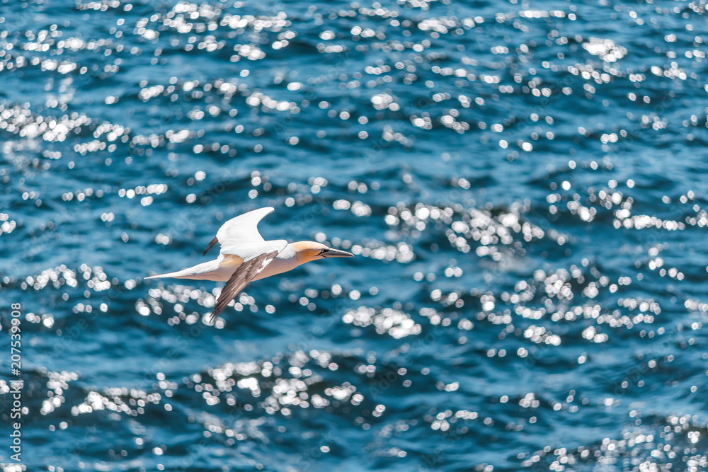 Obraz premium Closeup of one isolated white Gannet bird with sparkling shiny water on Bonaventure Island in Perce, Quebec, Canada by Gaspesie, Gaspe region