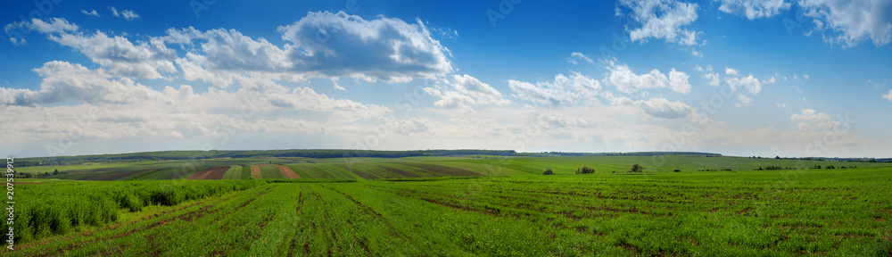 Green field wheat and cloudly sky panorama