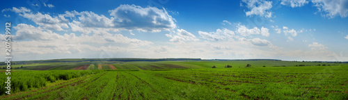 Green field wheat and cloudly sky panorama