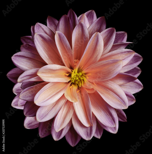 Chrysanthemum flower purple-pink  on the black isolated background with clipping path  no shadows.  Closeup.   For design.   Nature.