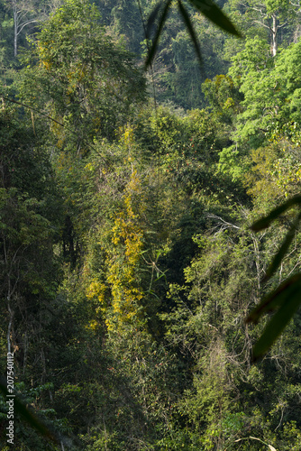 Forest after raining