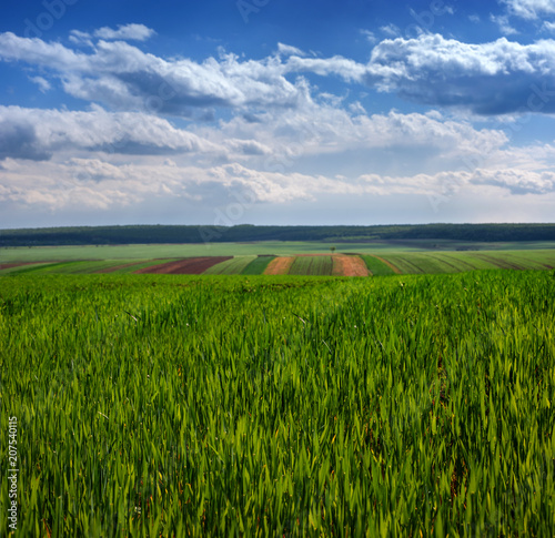 Wheat field and countryside scenery