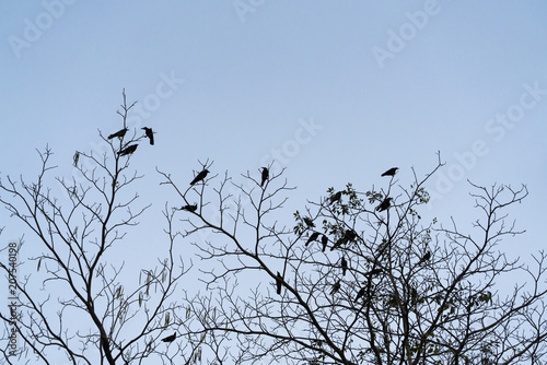 Birds on the naked branches.