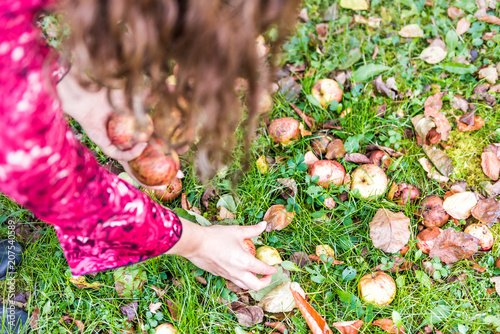 Woman hands down picking up apples fallen wild fresh on grass ground bruised on apple picking farm closeup