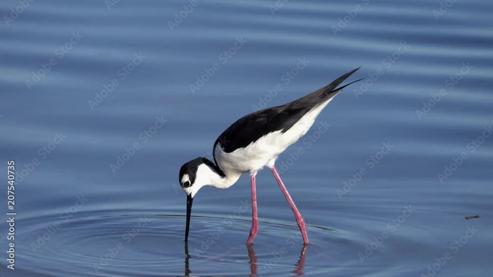 Elegant Shorebird Foraging, Black-Necked Stilt 4K 30p