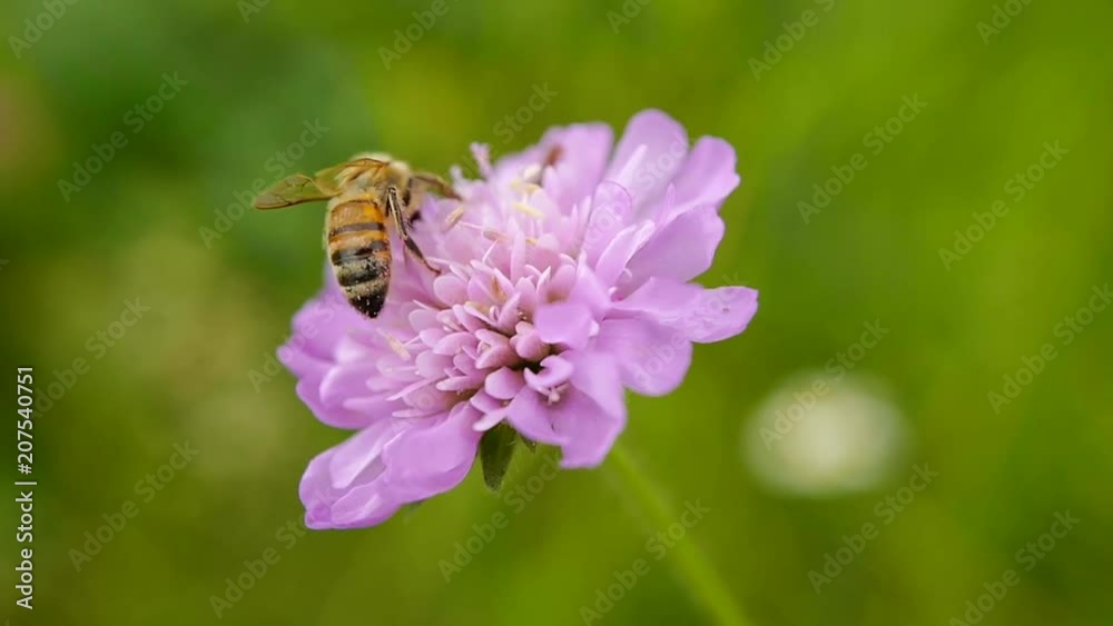 le vent souffle, une abeille butine une fleur