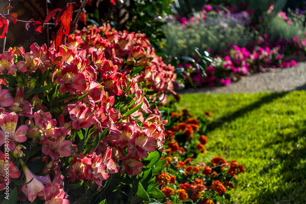 multicolored flower garden inside the city of Sassari