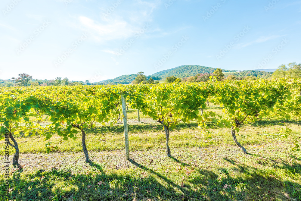 Green vineyard rows during autumn, summer, fall in Virginia countryside with closeup of sunny bright leaves, mountain hills