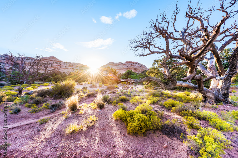 Sunset by canyons with sun rays light, evening in Canyonlands National Park, Utah campground, wilderness nature with tree, green shrubs Sunset by canyons with sun rays light, evening in Canyonlands National Park, Utah campground, wilderness nature with tree, green shrubs