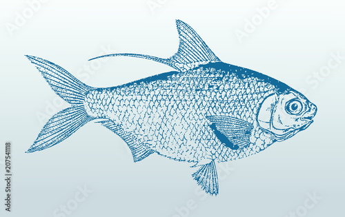 Hairback herring or Western Pacific gizzard shad, nematalosa come, a fish from Australia in side view. Illustration after an antique lithography from the 19th century. Easy editable in layers
