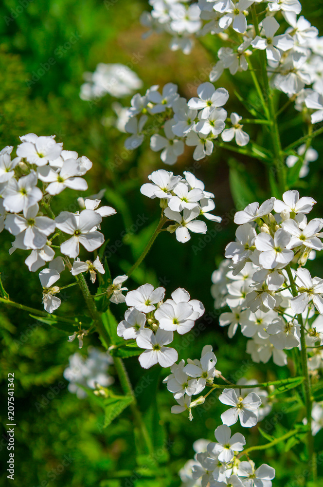 Sweet Rocket Hesperis matronalis Sweet Rocket Hesperis matronalis