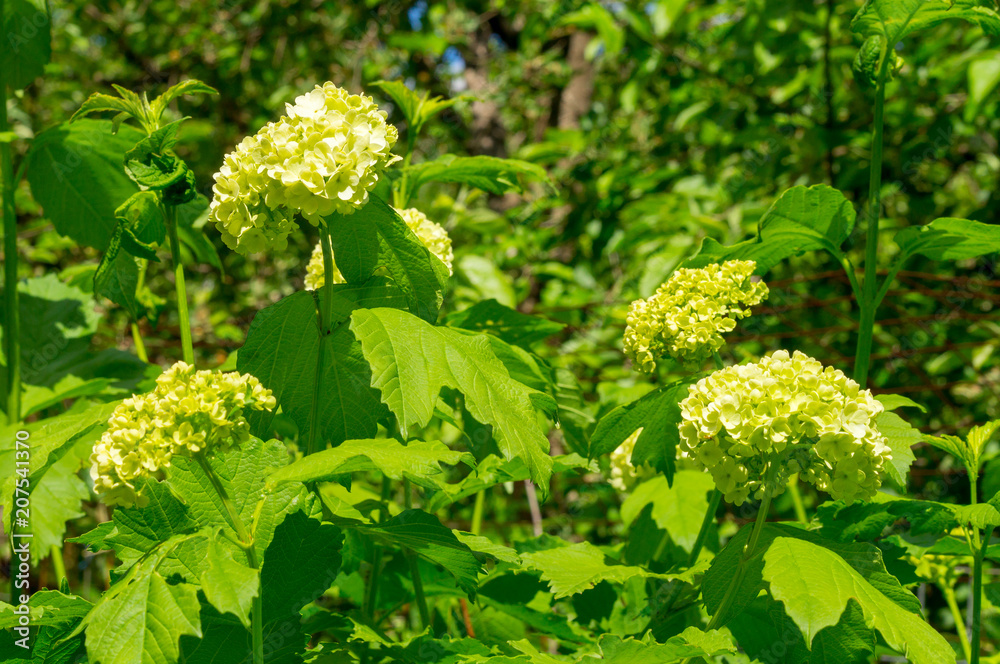 A Guelder rose (Viburnum opulus), blooming in a garden. A Guelder rose (Viburnum opulus), blooming in a garden.