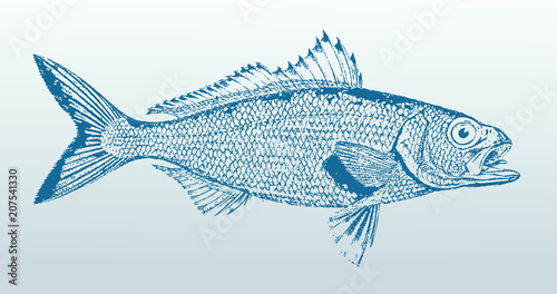 Australian herring arripis georgianus in side view. Illustration after antique lithography from 19th century