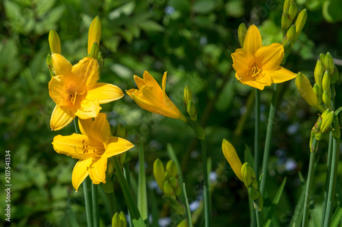 Yellow Day lily or Hemerocallis.