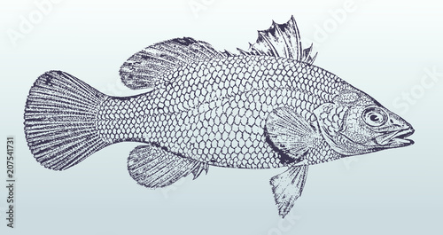 Waigieu seaperch waigeo barramundi, marine fish from Australia. Illustration after vintage lithography from 19th century