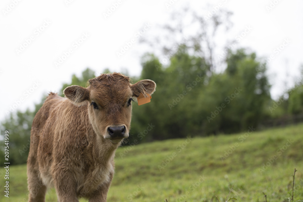 Portrait of a calf Portrait of a calf