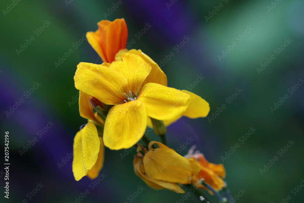 Cheiranthus cheiri or Wallflowers is a richly flowering plants with beautiful flowers Cheiranthus cheiri or Wallflowers is a richly flowering plants with beautiful flowers
