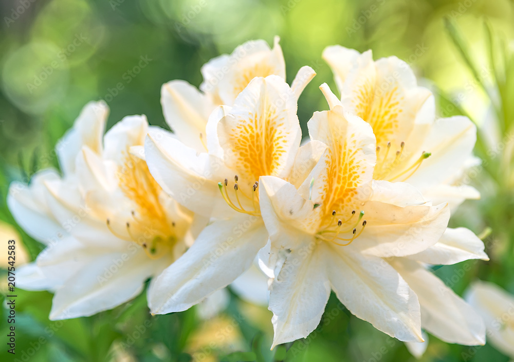 Fototapeta premium White flower