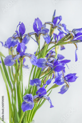 Fototapeta Naklejka Na Ścianę i Meble -  Iris sibirica bouquet on white background, vertical picture