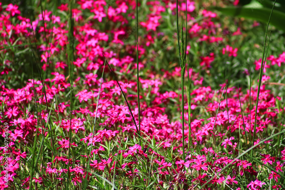Pink flowers in the grass in the spring