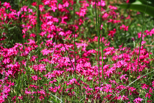 Pink flowers in the grass in the spring