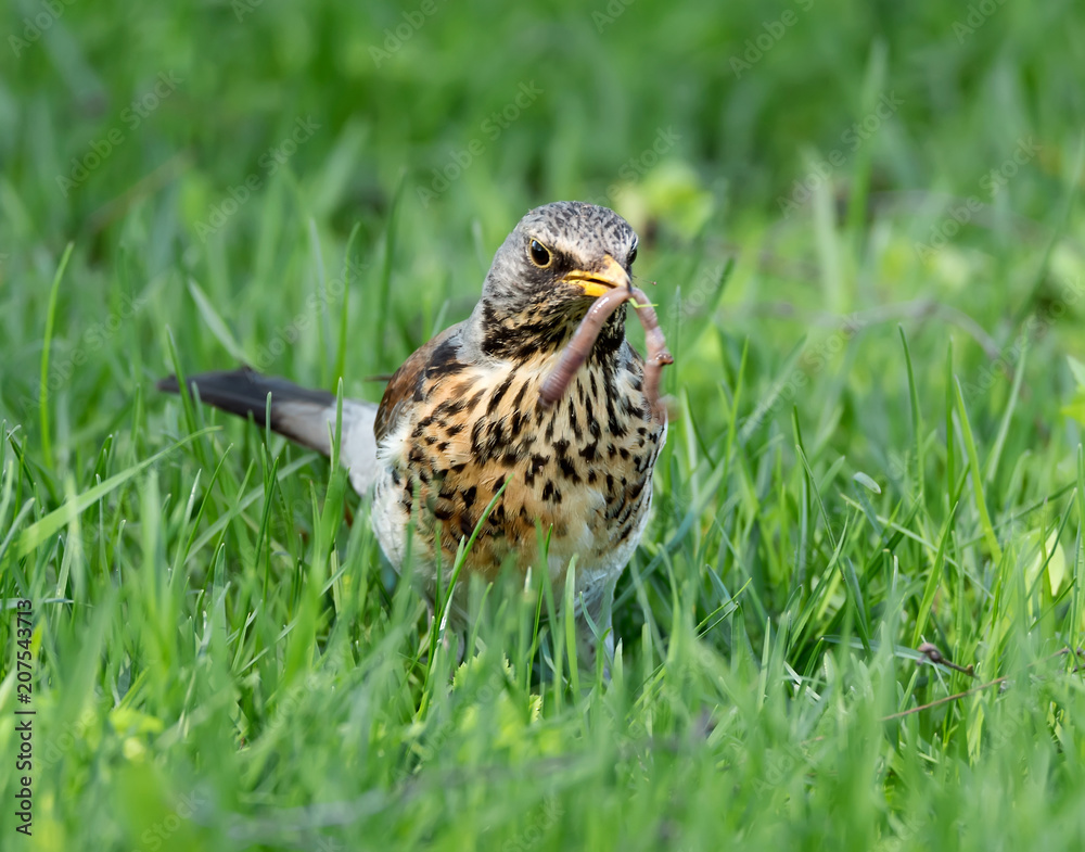 Fototapeta premium cuckoo