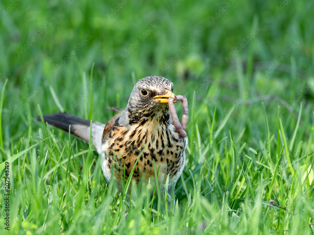 Fototapeta premium cuckoo