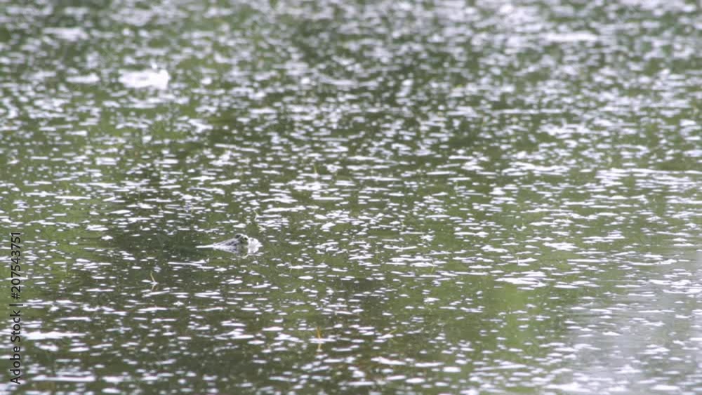 The frog disguises itself in a swamp with mud The frog disguises itself in a swamp with mud