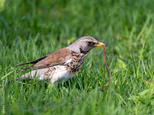 cuckoo