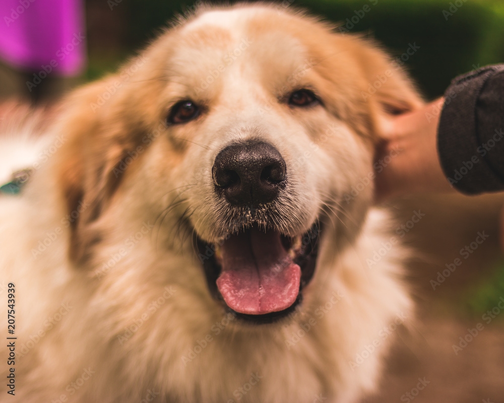 A beautiful Great Pyrenees smiling for the camera. A beautiful Great Pyrenees smiling for the camera.