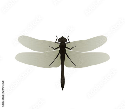Dragonfly. Vector illustration, isolated on white background.